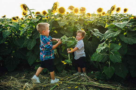 Sunflowers-217