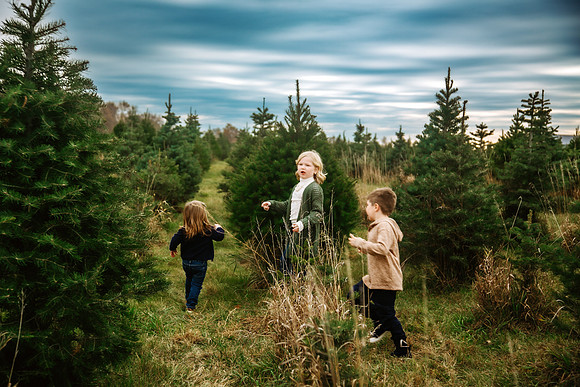 Tree Farm 2024-30