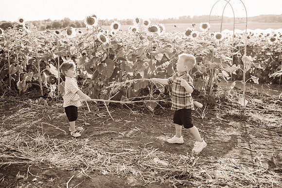 xSunflowers-161