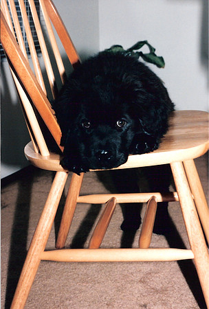 Loki 043