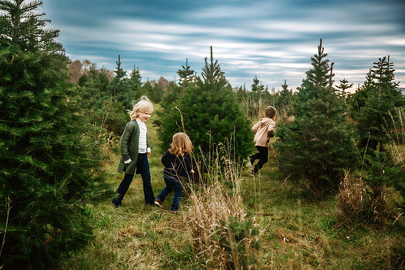 Tree Farm 2024-35