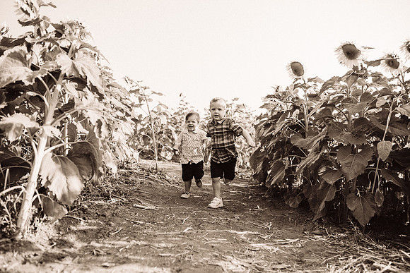 xSunflowers-52