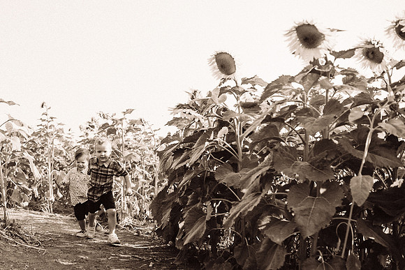 xSunflowers-49