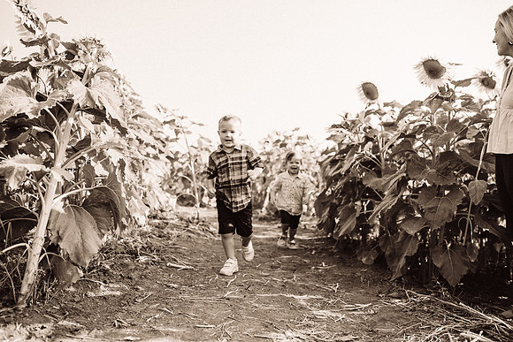xSunflowers-42