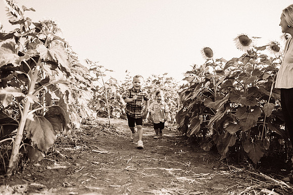 xSunflowers-40