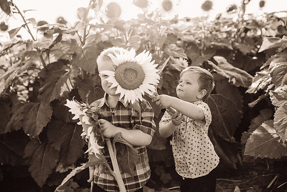 xSunflowers-198