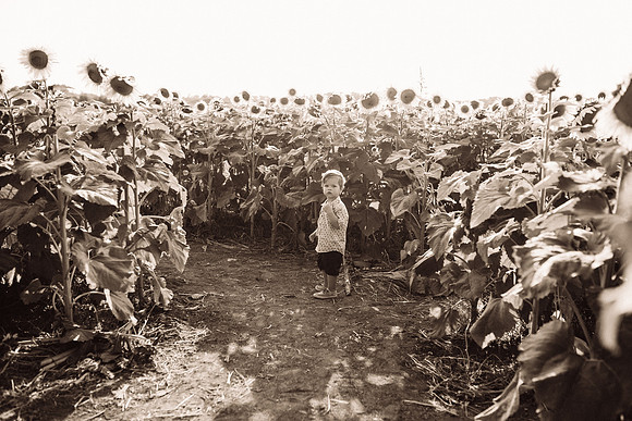 xSunflowers-75