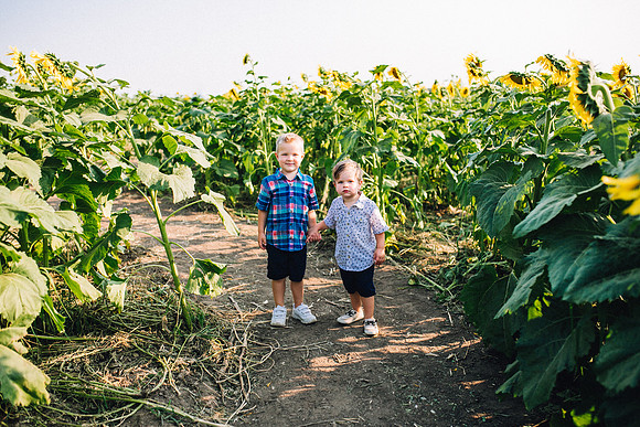 Sunflowers-57