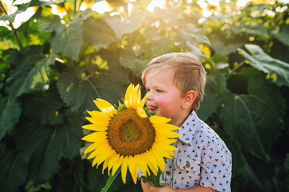Sunflowers-205