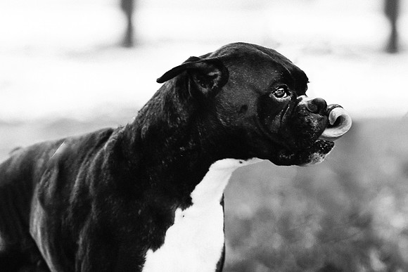 xPuppies 2020-27