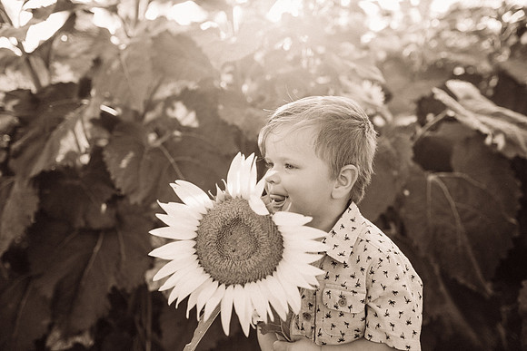 xSunflowers-205