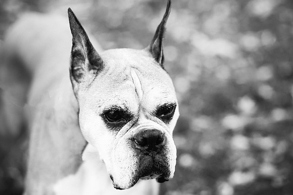 xPuppies 2020-35