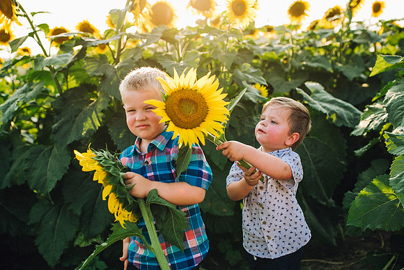 Sunflowers-199