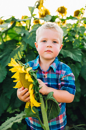 Sunflowers-194