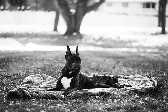 xPuppies 2020-6