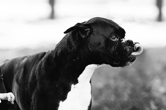 xPuppies 2020-29