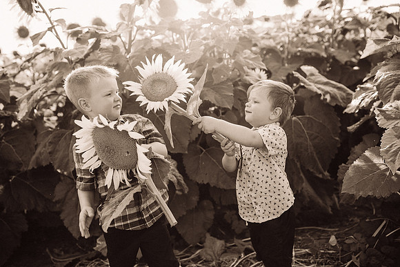 xSunflowers-200