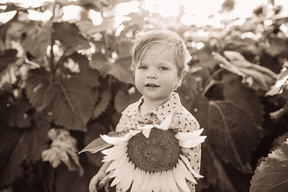 xSunflowers-209
