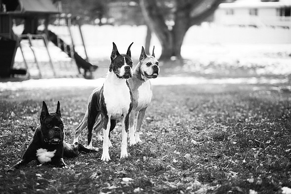xPuppies 2020-15