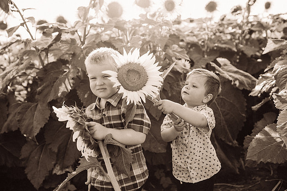 xSunflowers-199